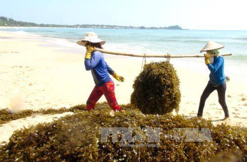 Rong mơ có giá cao, ngư dân Quảng Ngãi rộn ràng khai thác